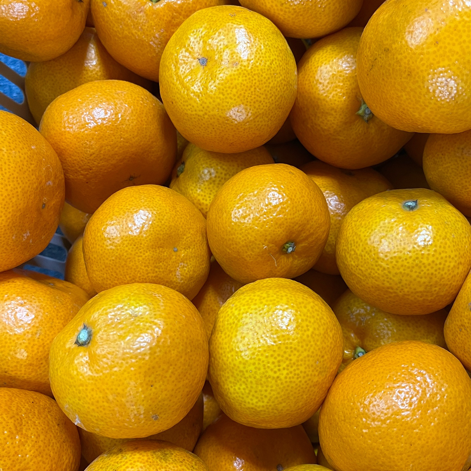 10kg弱　蜜柑　小玉中心　宮川早生　愛知県産 宮川早生みかん 10kg(箱込) 大玉訳あり | 果物/温州みかん 産直アウル