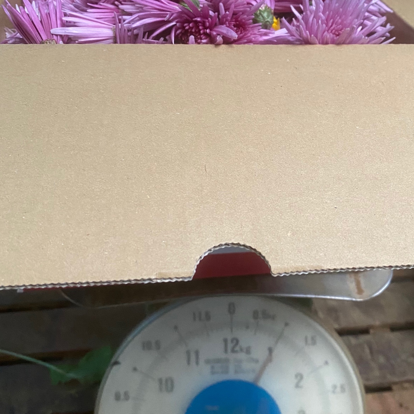 食用菊 もってのほか ｜ その他/食用花 産直アウル 農家・漁師など生産
