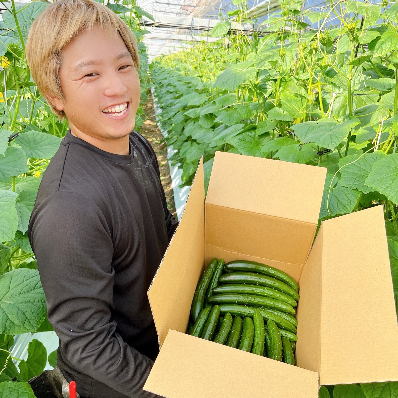 高知県産きゅうり1Kg約10本入 | 野菜/きゅうり 産直アウル 農家から