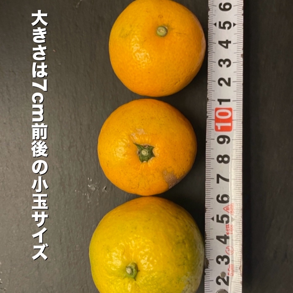 ECBAさん専用！有田みかん小玉20kg 甘い!小さいサイズ! B級小玉の天使のみかん 有田みかん4kg 最高級