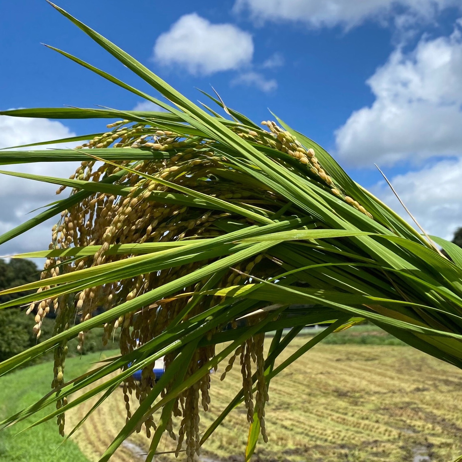 新米 令和7年産 千葉県産 コシヒカリ 白米 10kg ｜ 米・穀物/米/精米