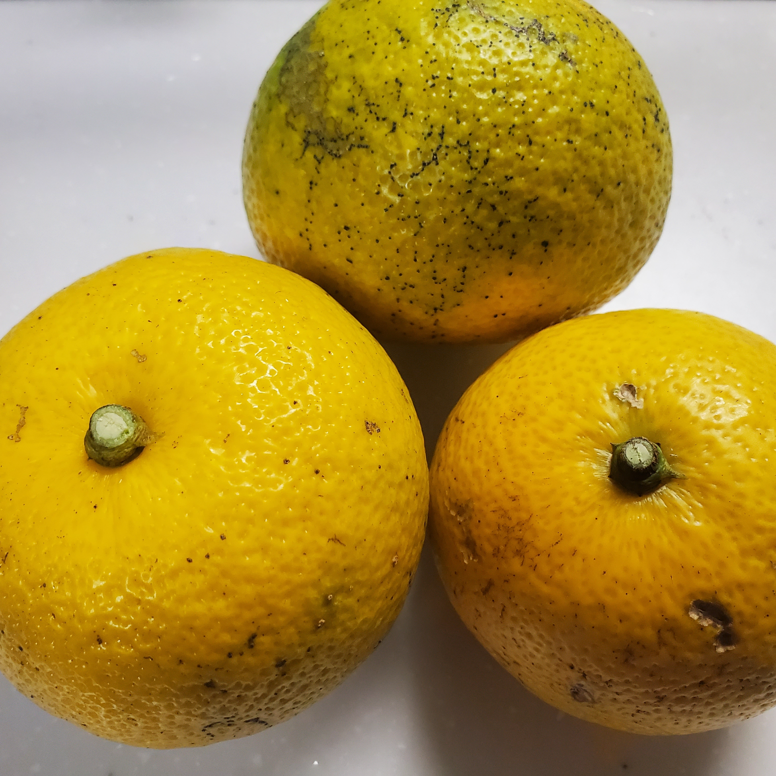 露地へべす(黄色) 約3キロ | 果物/香酸柑橘(ライム・レモン等) 産直