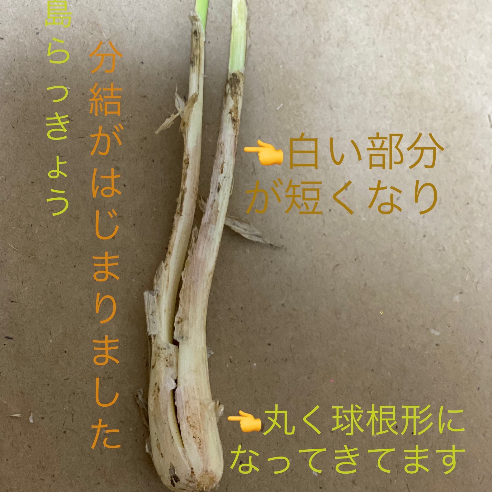 沖縄県産 島らっきょう Ｂ品 約10kg【常温便】② 楽天市場】沖縄県産 島らっきょう 生（土付き） 送料無料 : 風味絶佳.沖縄