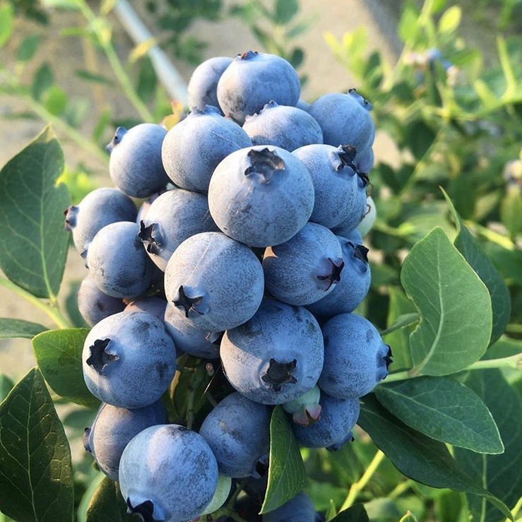 Mサイズブルーベリー100g×5⭐︎朝採れ ｜ 果物/ベリー類 産直アウル