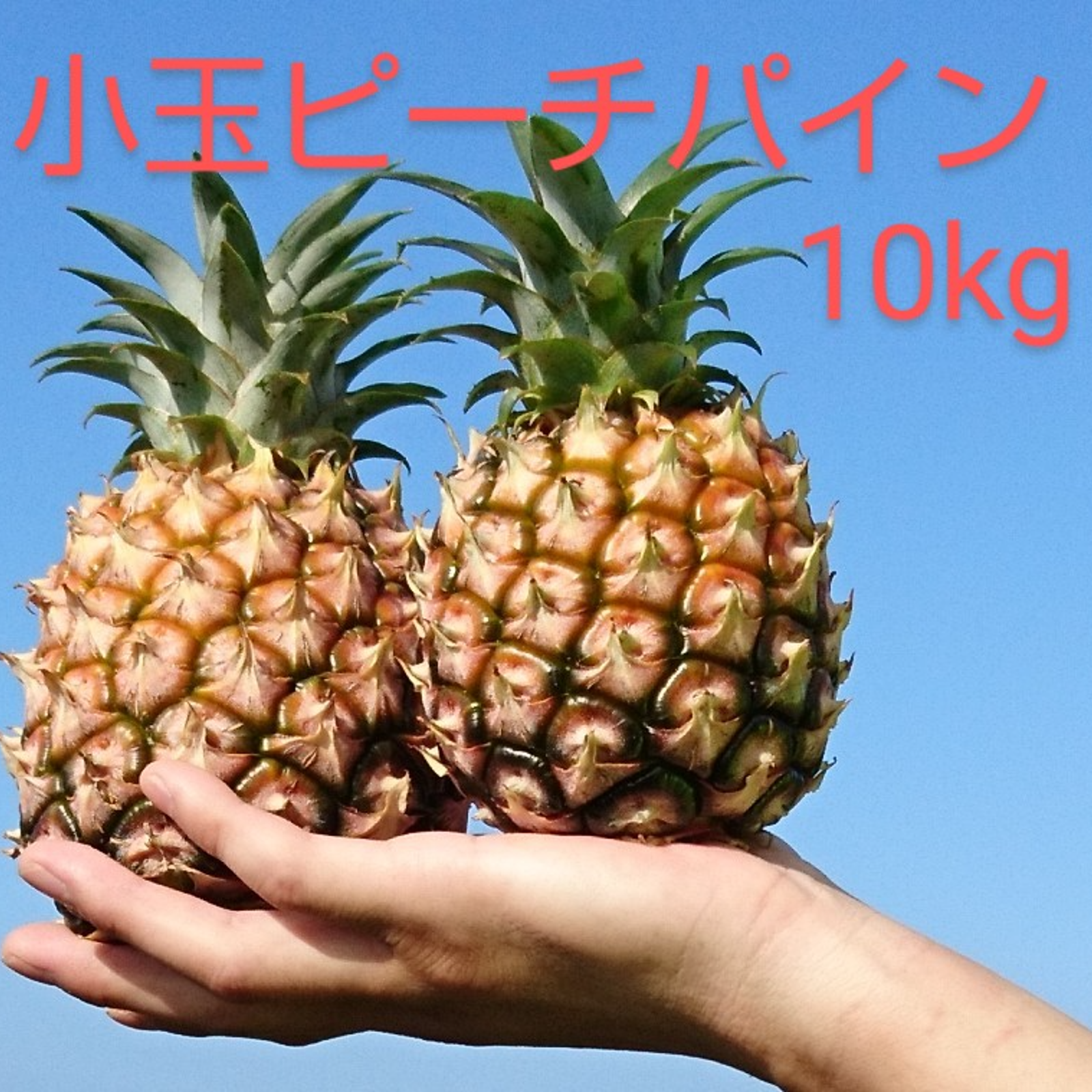 沖縄県西表島産小玉ピーチパイン約１０㎏(１８～２５玉) 送料無料】 西表島産 小玉 ピーチパイン 約10㎏（18～25玉