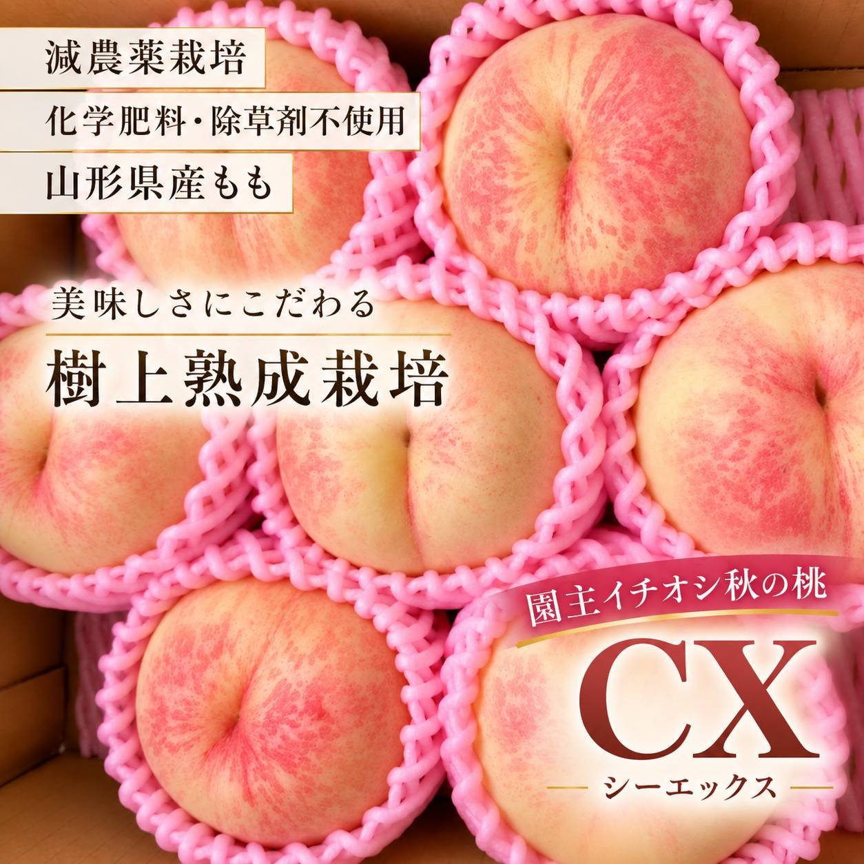 とにかく美味いっ。晩成品種の園主イチオシ白桃【シーエックス