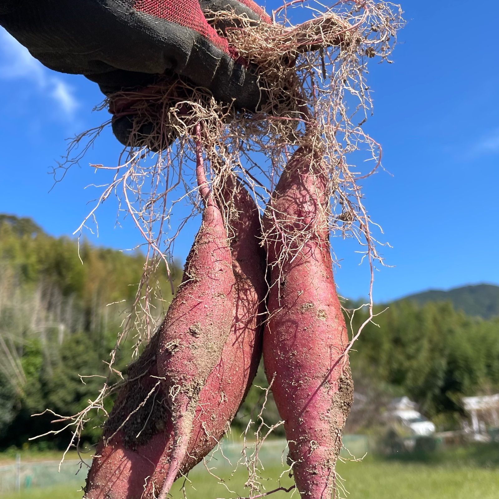 紅はるか 4.5kg / 2024年新芋【福岡県糸島市産さつまいも