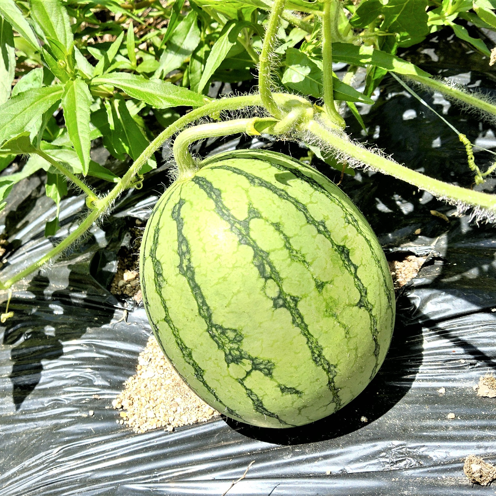 小玉西瓜2玉セット 栽培期間中農薬不使用 | 果物/スイカ 産直アウル