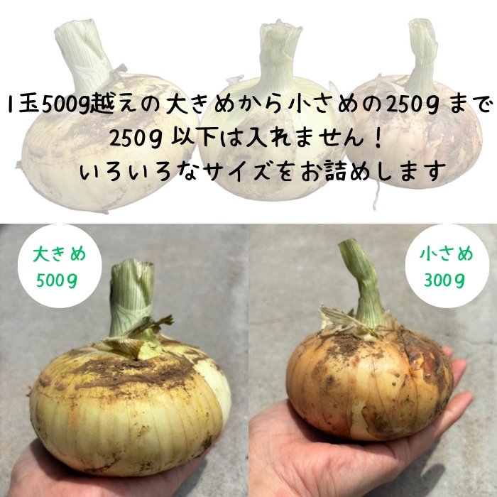 永田農園の玉ねぎ 4.5キロ ｜ 野菜/玉ねぎ 産直アウル 農家・漁師など