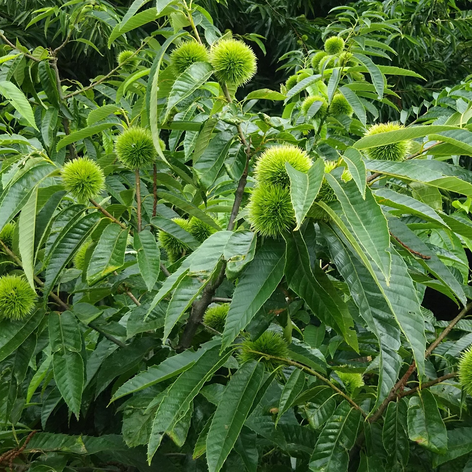 山猫園の大粒生栗 2kg ｜ 果物/栗 産直アウル 農家・漁師など生産者