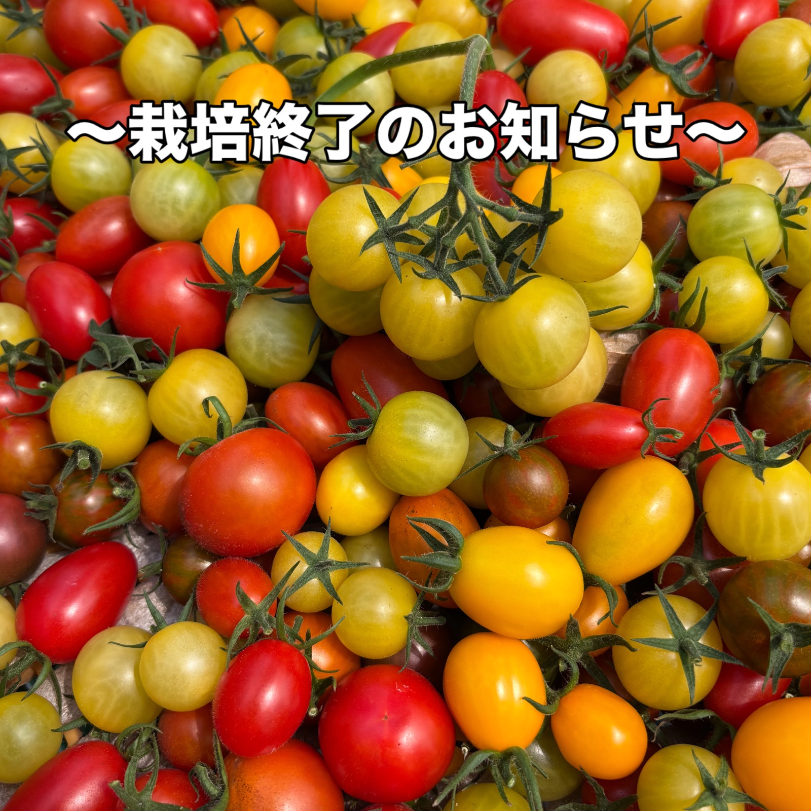 龍宮FARM（宮崎県・都農町）｜生産者詳細｜産直アウル