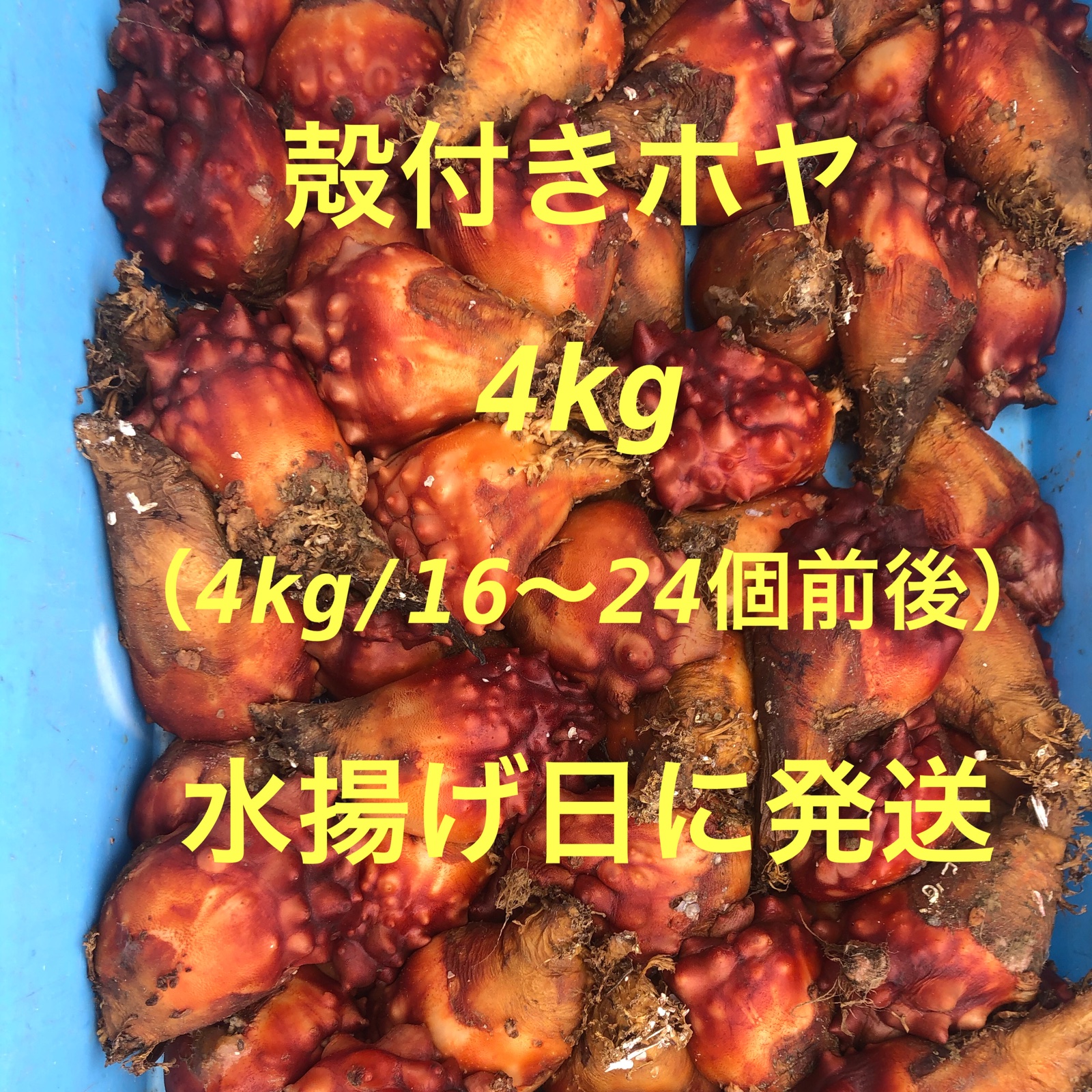 期間限定 季節物商品 絶品 殻付き生ホヤ 3kg（kg/4〜6個） ｜ 魚介類 