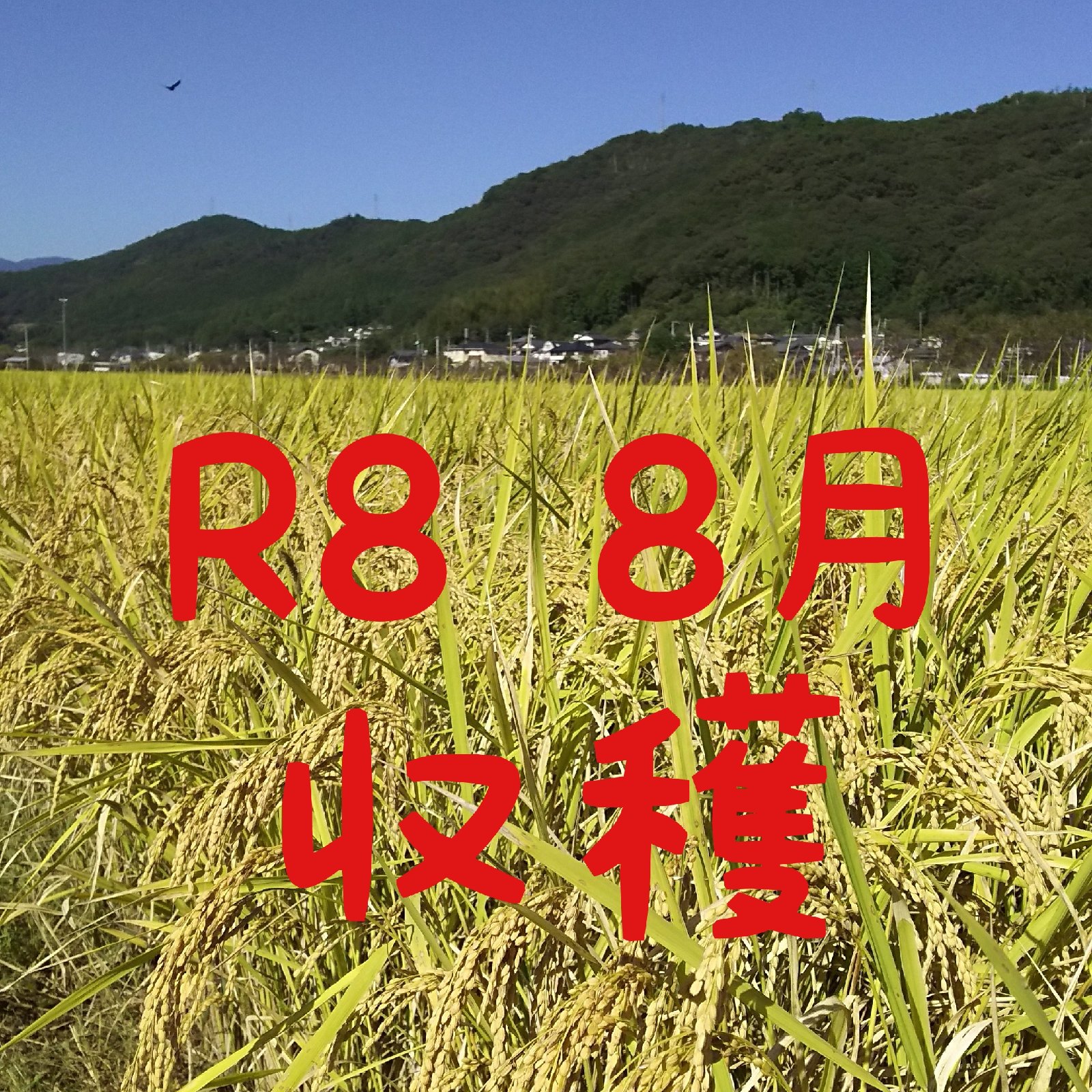 令和8年産 新米 高知産 コシヒカリ 飼料用米(くず米)25kg(袋込み