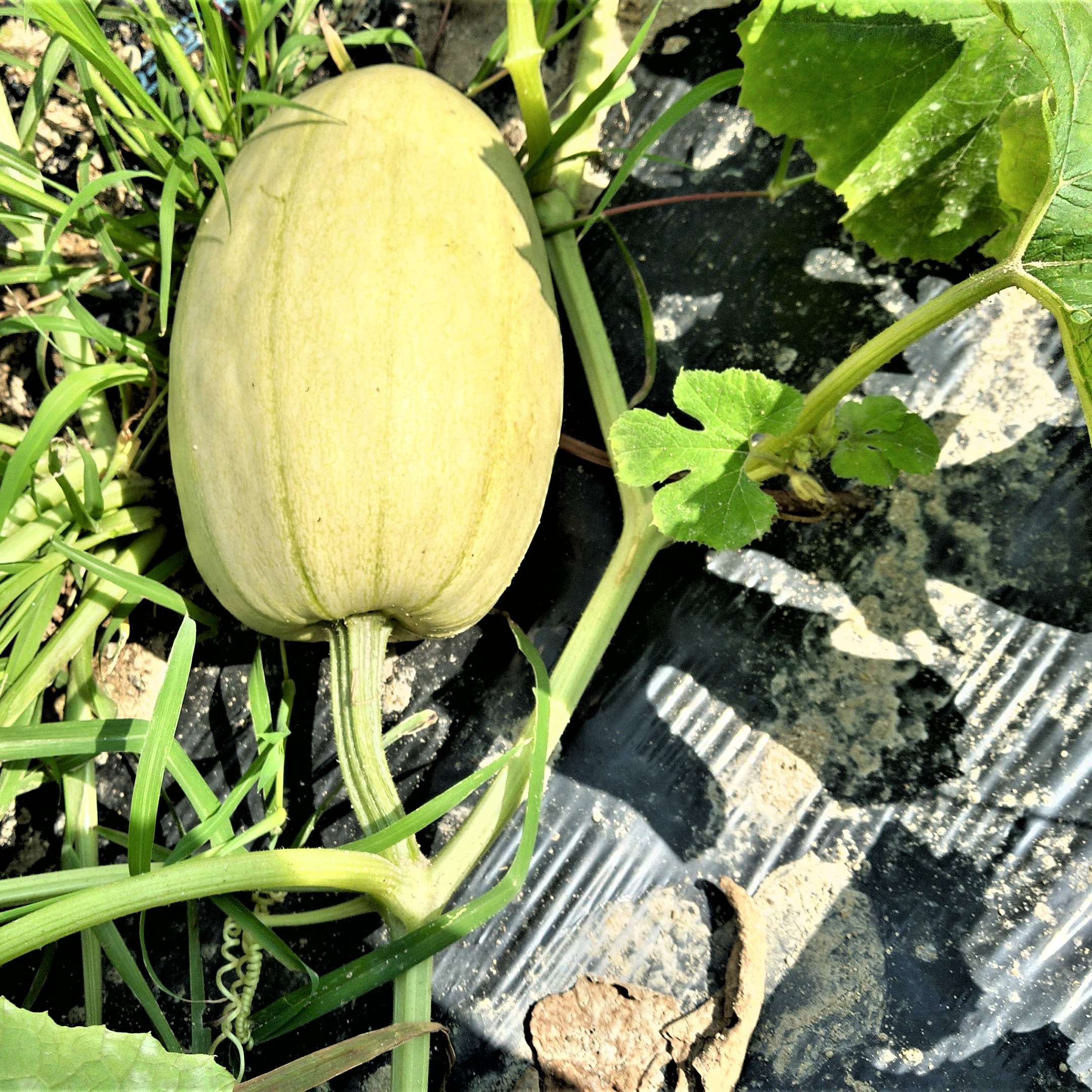 そうめん瓜（金糸瓜）栽培期間中農薬不使用 ｜ 野菜/かぼちゃ 産直 