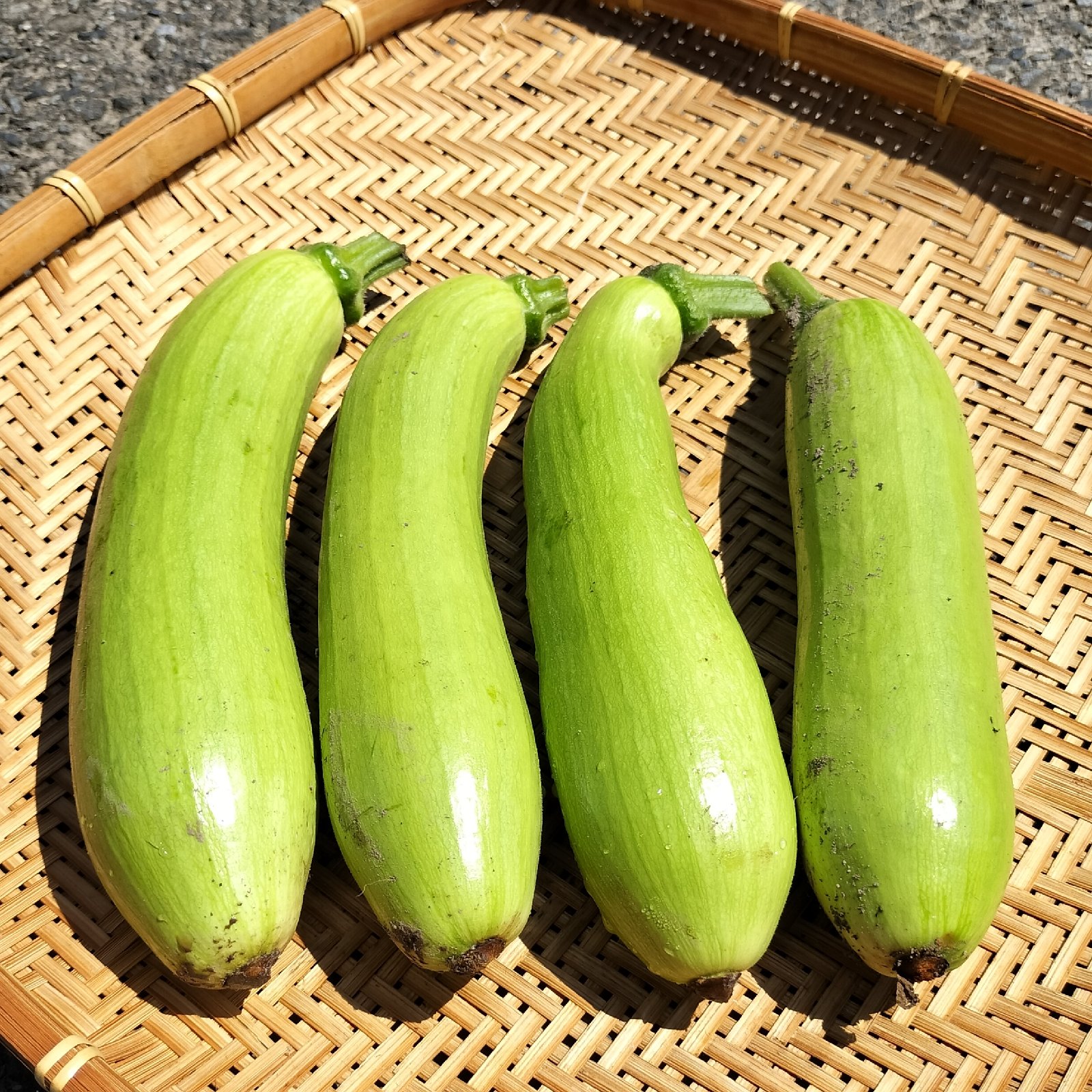 韓国かぼちゃ（エホバク） ｜ 野菜/ズッキーニ 産直アウル 農家・漁師