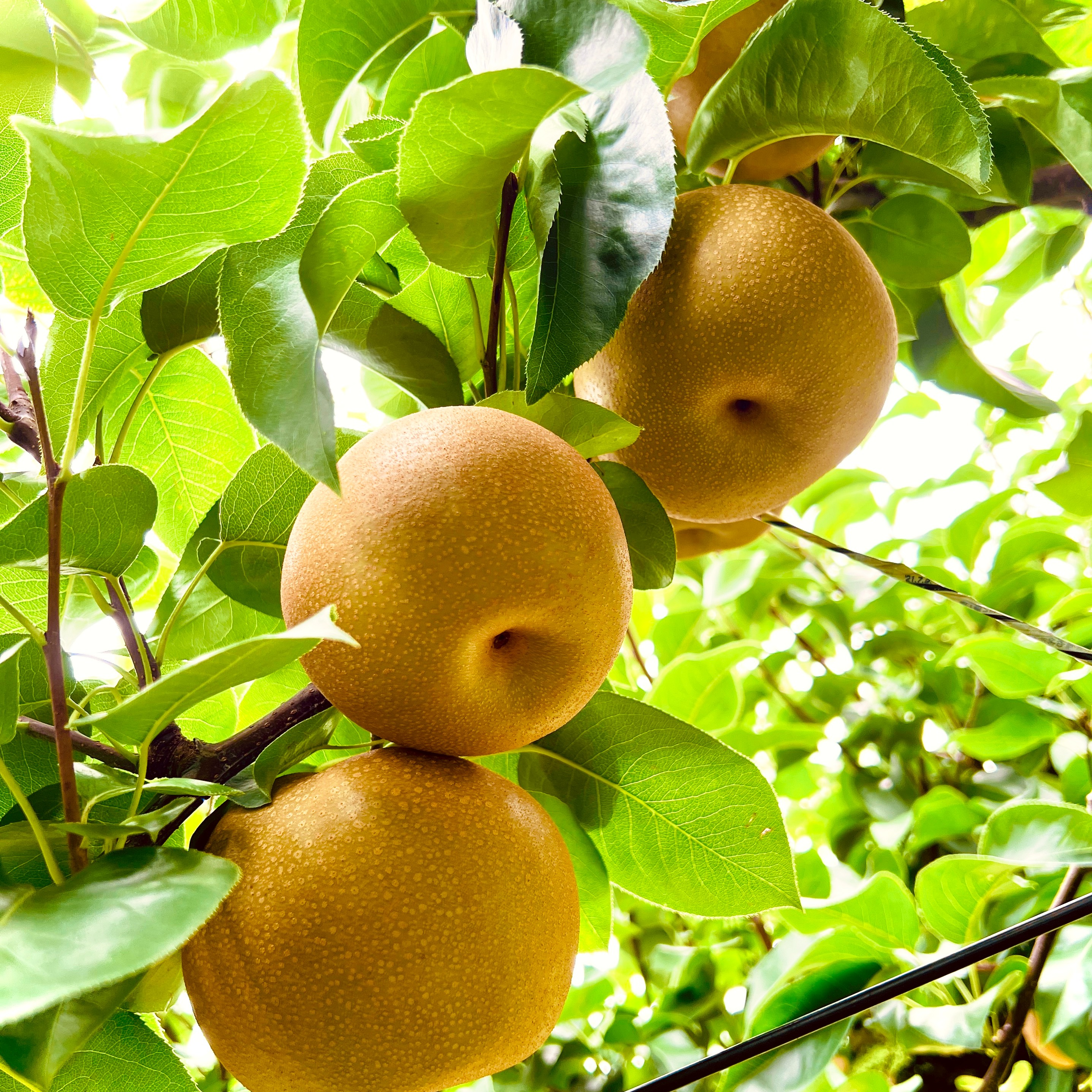 梨 豊水10kg | 果物/梨 産直アウル 農家から直接野菜などの食材を購入
