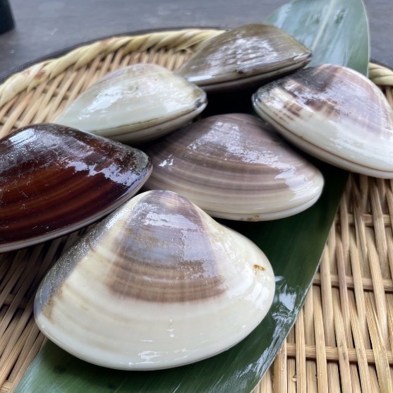 旬祭限定】九十九里産 天然はまぐり 大・中サイズ食べ比べセット旬祭