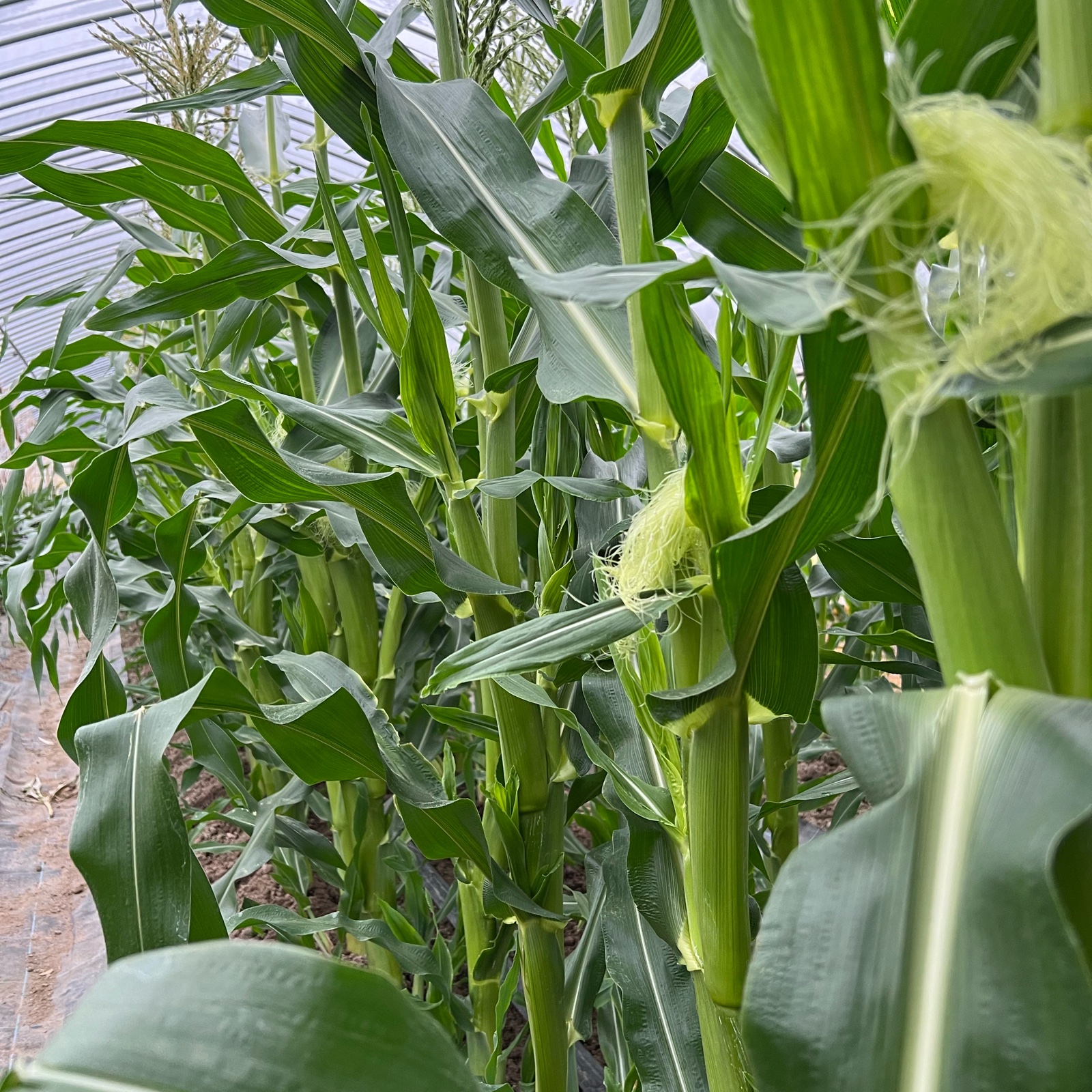 わたあめとうもろこし( ´ ▽ ` ) 8本 ｜ 野菜/とうもろこし 産直 