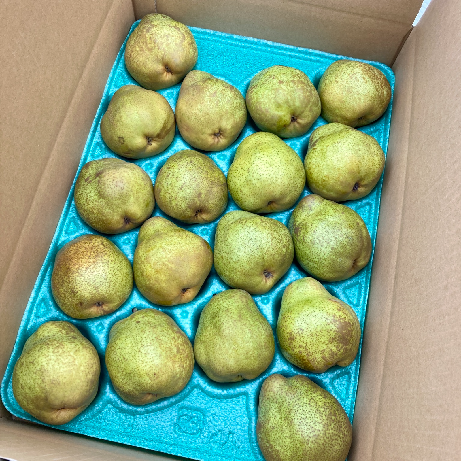 【海のぷー】ラフランス2キロ5箱　3L〜 御礼・ご奉仕品】ラフランス5kg 18〜16玉入り（2〜3Lサイズ