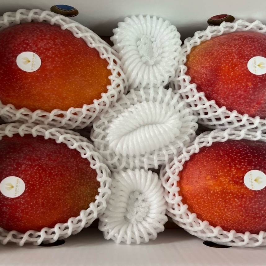 沖縄産アーウィンマンゴー(2kg)2箱セット/クール発送 d605d15d608e87e4dade5611c19dea