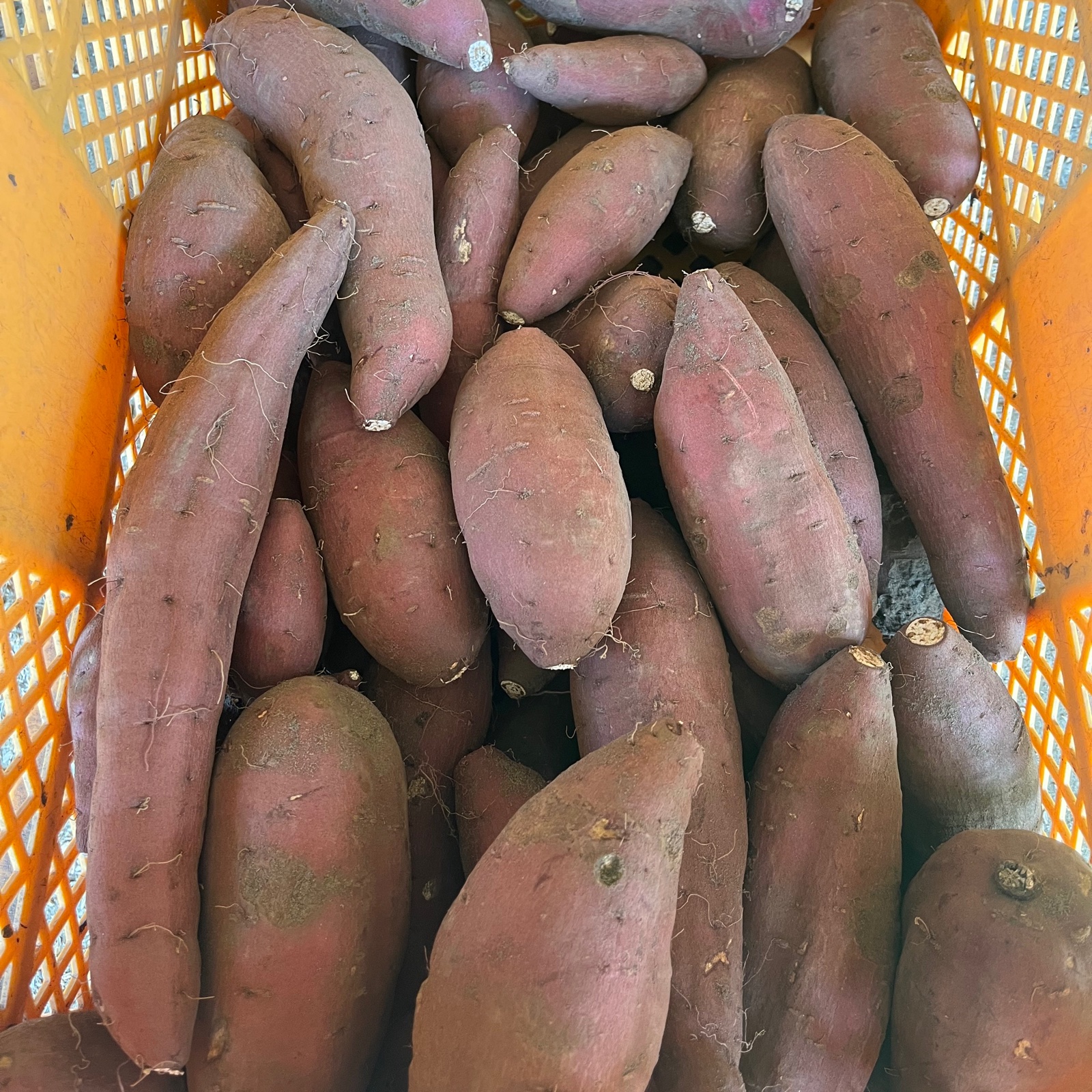 SSサイズ】無農薬さつまいも（シルクスイート）3kg ｜ 野菜/さつまいも