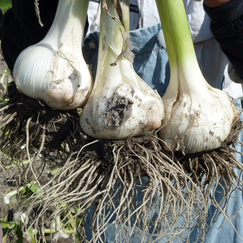 ＊やほー①＊ニンニクバラ20kg 200_cdec2e18-3a08-4f1e-8efb-