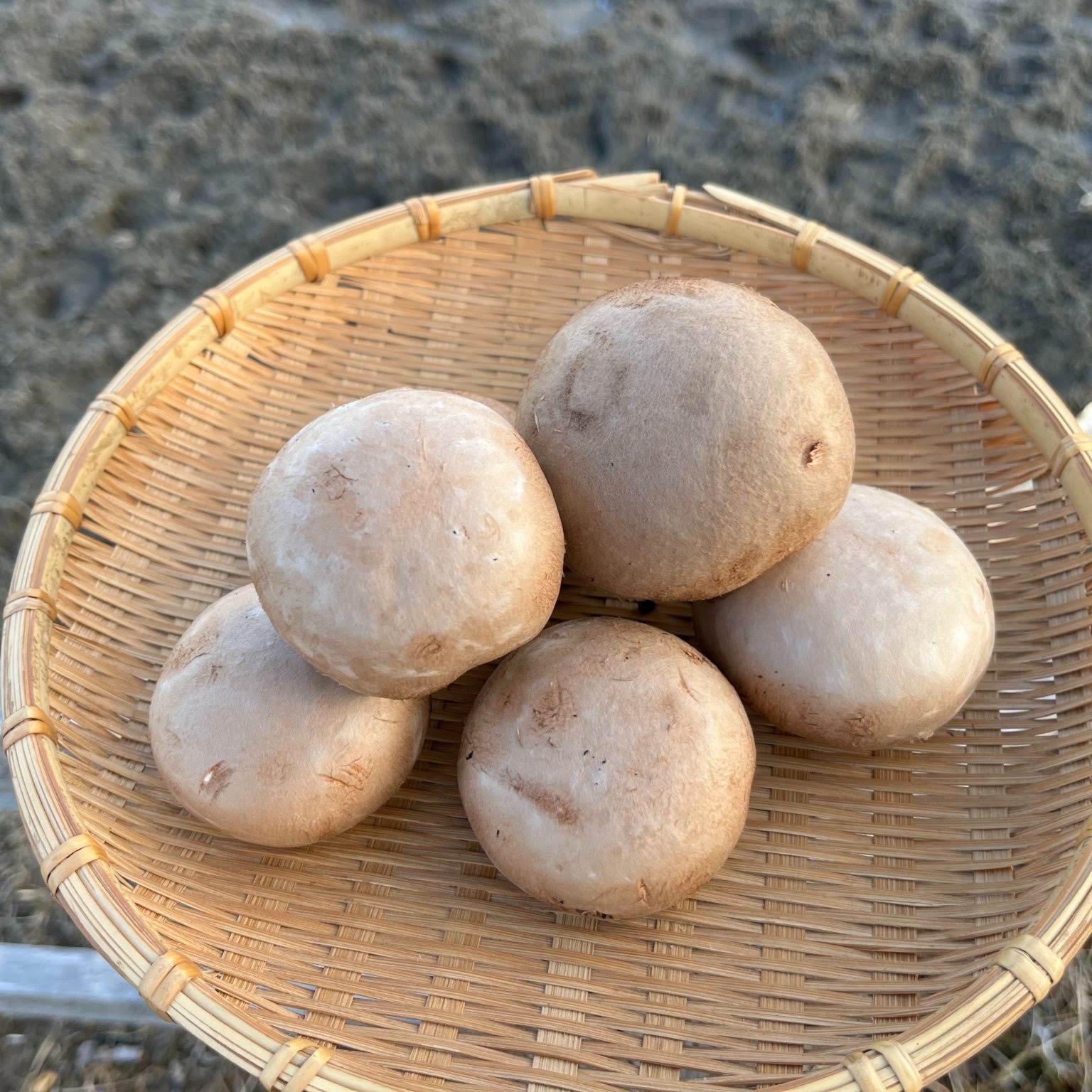 八幡平マッシュルーム ブラウン 2kg【料理王国100選2024