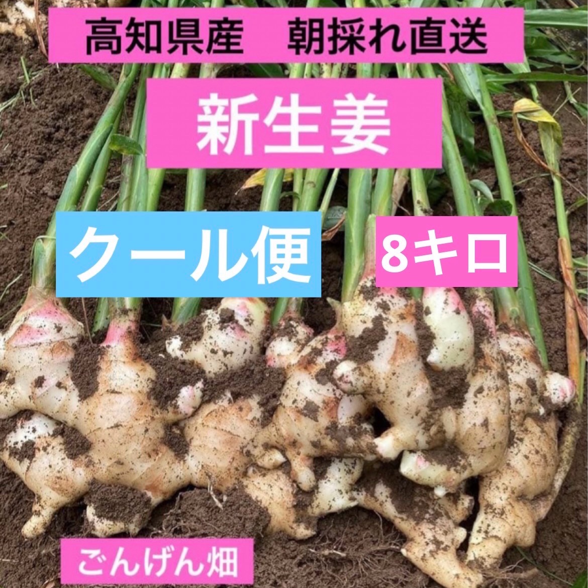 高知県産 朝採れ直送新生姜 8キロ ｜ 野菜/薬味 産直アウル 農家・漁師