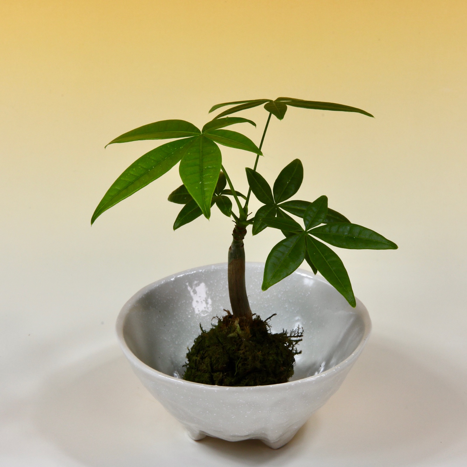 苔玉 パキラ ｜ 花・植物/花・植物 産直アウル 農家・漁師など生産者