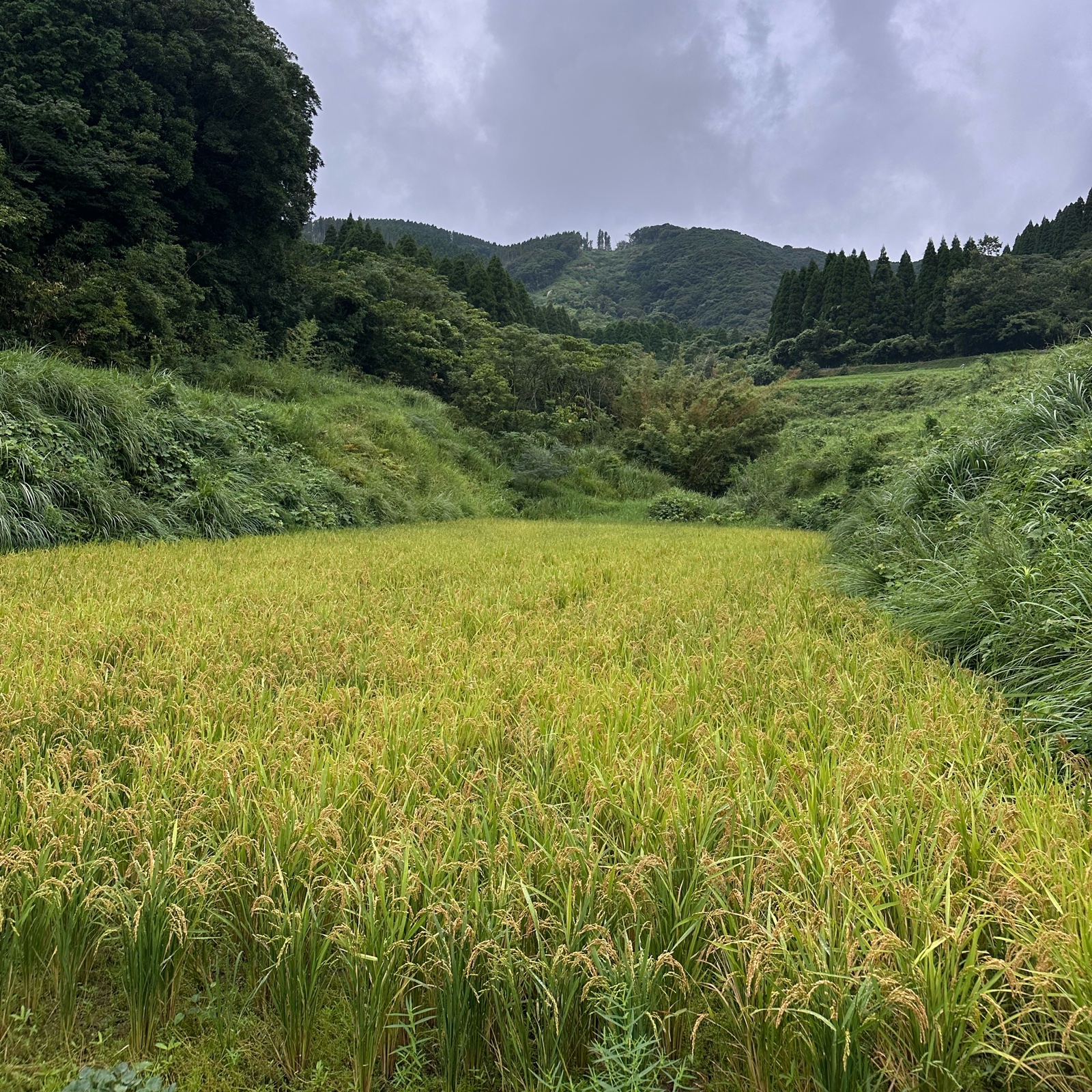 もちごめ 71rRAP0MBTL._AC_UF350,