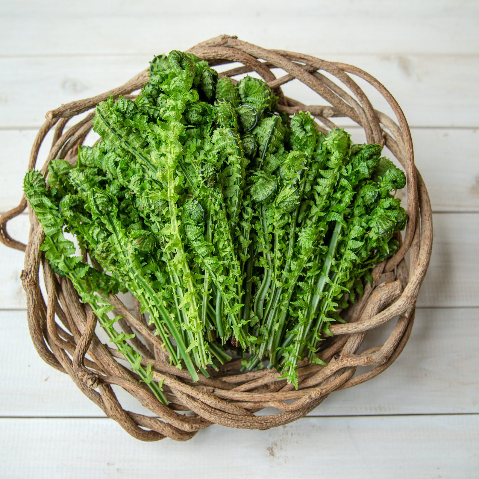 山菜こごみ 専用ページ① 専用ページ① 山菜こごみ