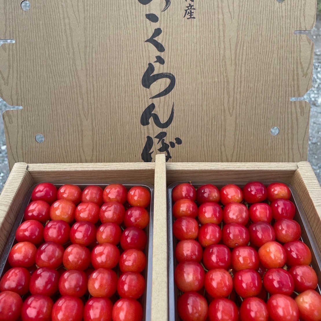 山形県産　佐藤錦 さくらんぼ 1kg 贈答用 001-10117sq2025.jpg