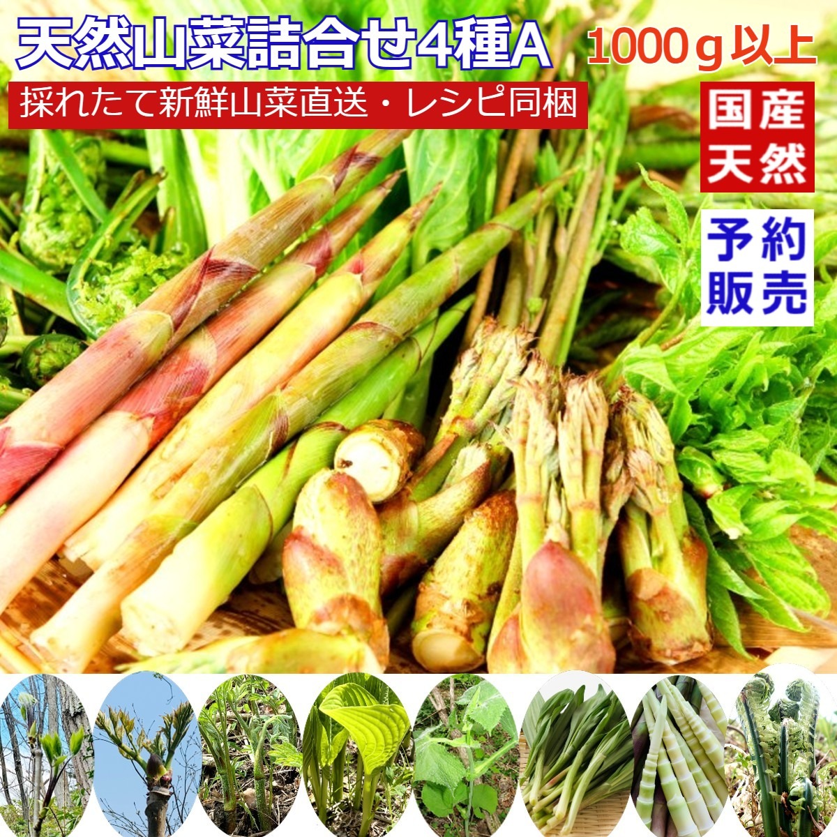 天然山菜4種以上詰合せA 1000g以上 山形産《予約受付》 ｜ 野菜/山菜