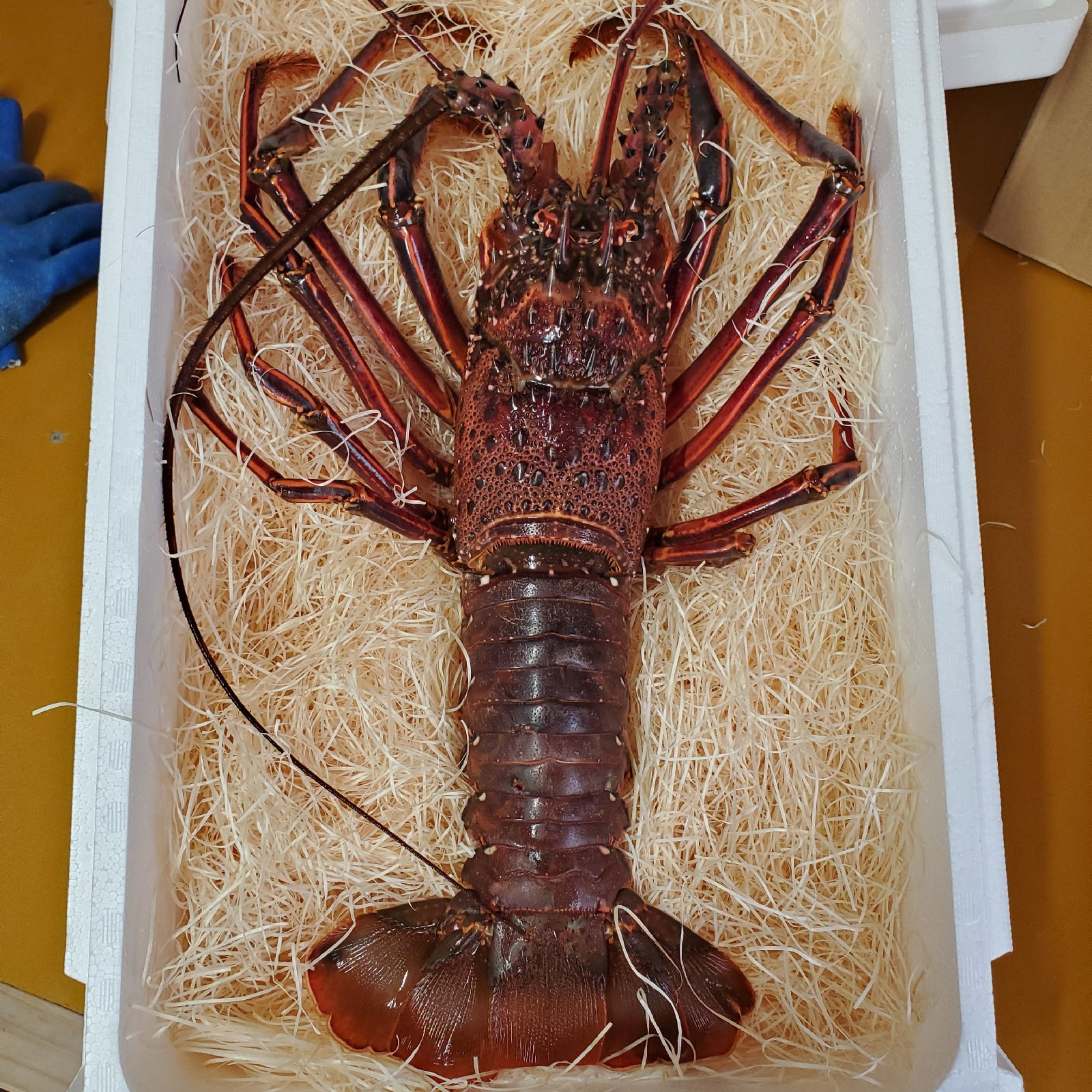 伊勢海老　2キロ（8〜12匹） 伊勢海老 2キロ（8〜12匹） 楽天市場】伊勢海老 2kgの通販