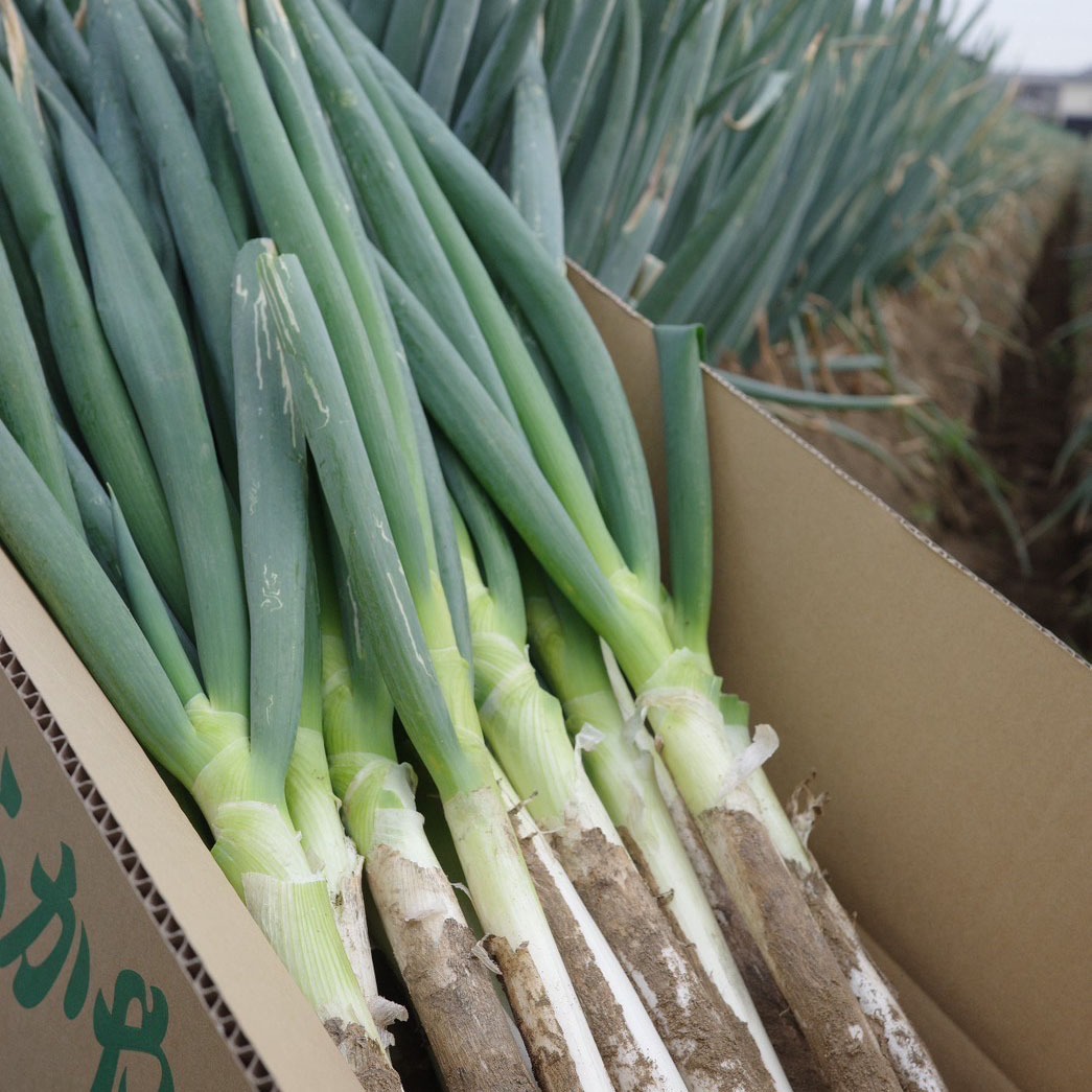 深谷ねぎ10kg 土付き 鏡農園 ｜ 野菜/ねぎ 産直アウル 農家・漁師