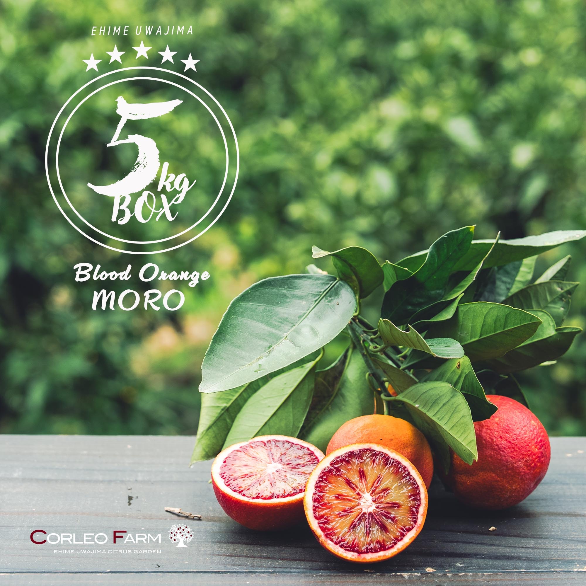 ブラッドオレンジ様 リクエスト 5点 まとめ商品 日テレ話題沸騰】見つけたら超ラッキー『幻の生ブラッドオレンジ』国産