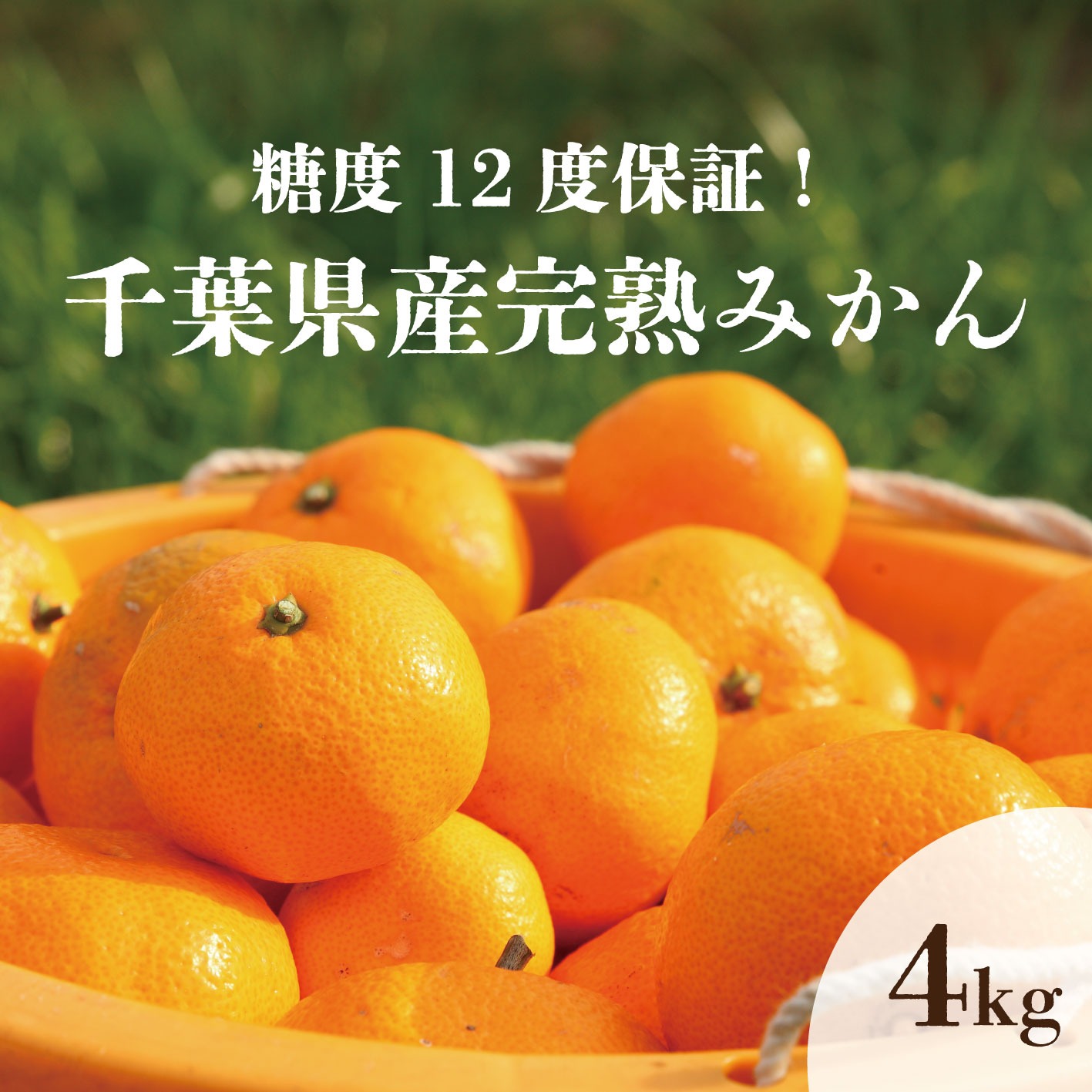 chi1211ckパール柑４Ｌ以上20kg ハズレなしの甘さ保証！糖度12度以上！千葉県産高糖度みかん4kg