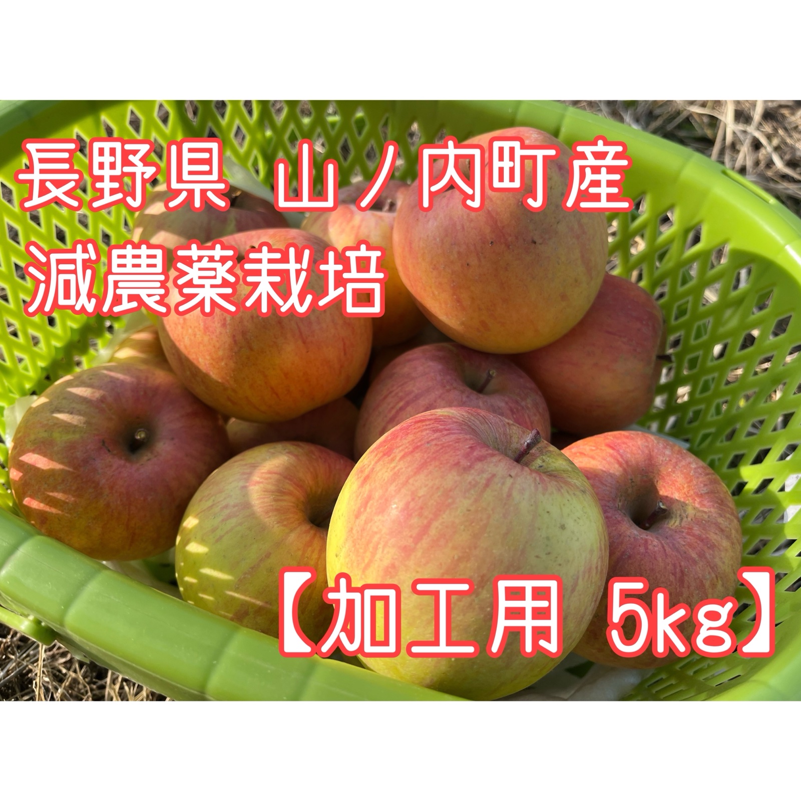 加工用】葉とらずりんご サンふじ 特別栽培/ネオニコ不使用 ｜ 果物