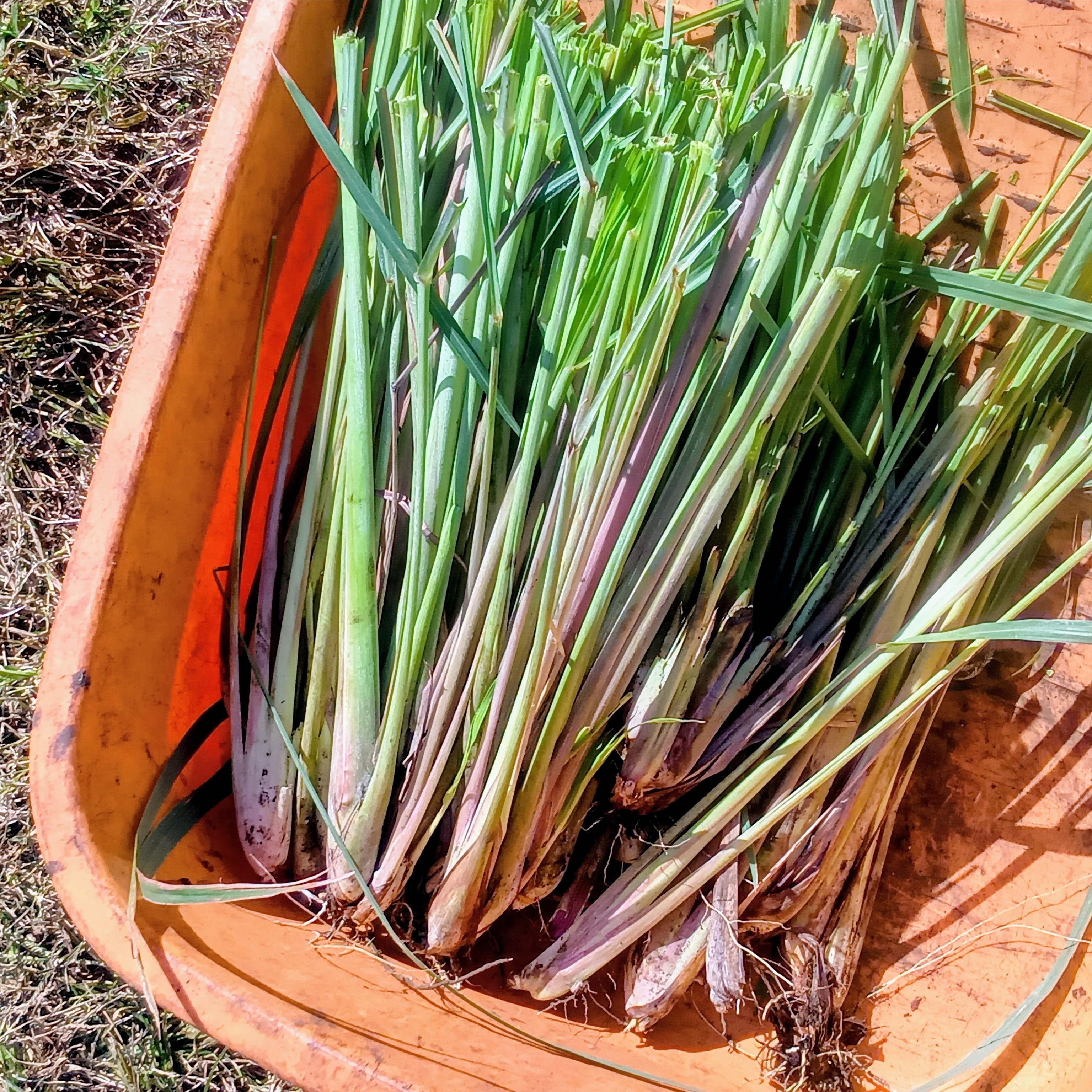 農薬不使用・横浜産直】フレッシュレモングラス600g（根付き株300g＋葉