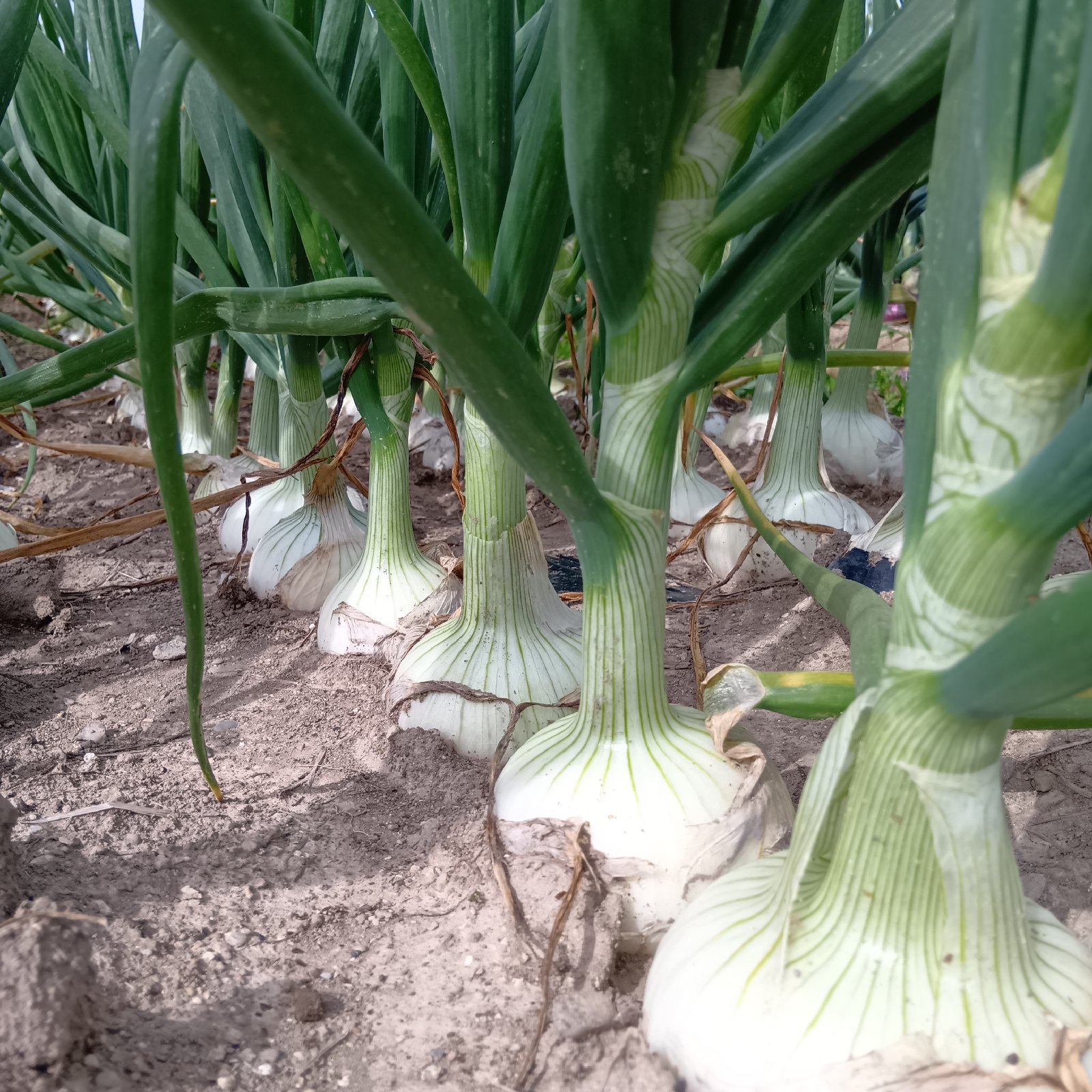 玉ねぎ【ホワイトベアー】3㎏ | 野菜/玉ねぎ 産直アウル 農家から直接