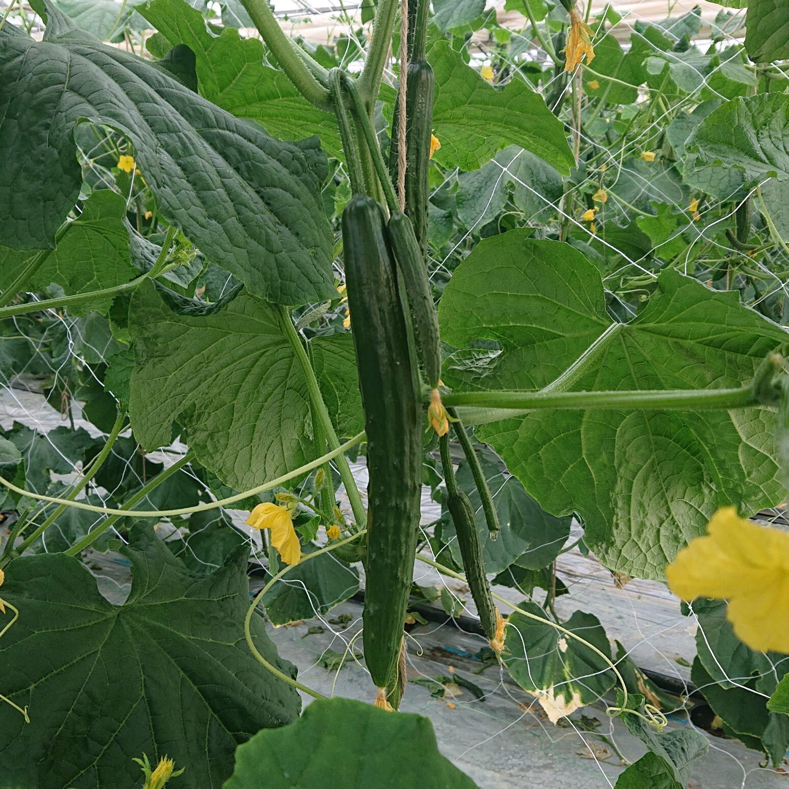 新鮮キュウリ1㎏(10本前後)【日時指定可】【特別栽培農産物】 | 野菜