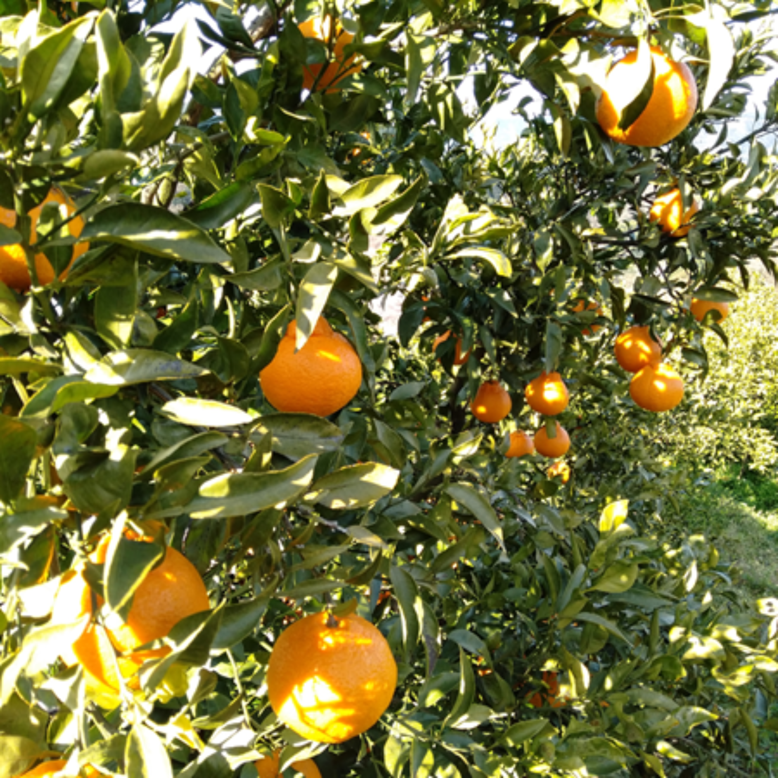 13愛媛県産 不知火 デコポン 家庭用 14㎏ 13愛媛県産 不知火 デコポン 家庭用 14㎏ 203愛媛県産 不知火 デコポン