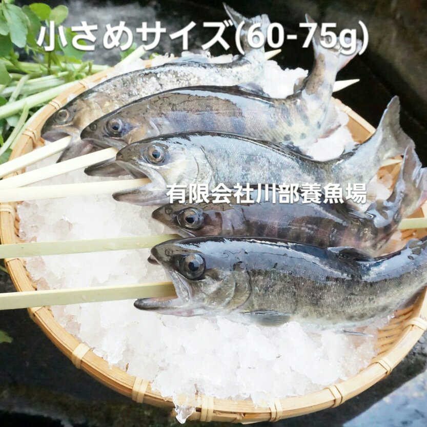 阿蘇から届く湧水やまめ 串つき 10匹 魚介類 川魚 産直アウル Owl 農家から直接野菜などの食材を購入できる産地直送の宅配通販サイト 阿蘇から届く湧水やまめ 串つき 10匹 魚介類 川魚 産直アウル Owl 農家から直接野菜などの食材を購入できる産地直送の宅配通販サイト
