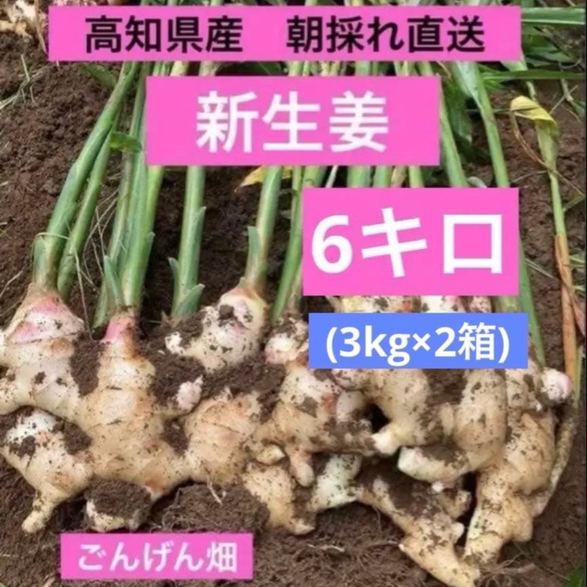 高知県産 朝採れ直送新生姜 6キロ ｜ 野菜/薬味 産直アウル 農家・漁師