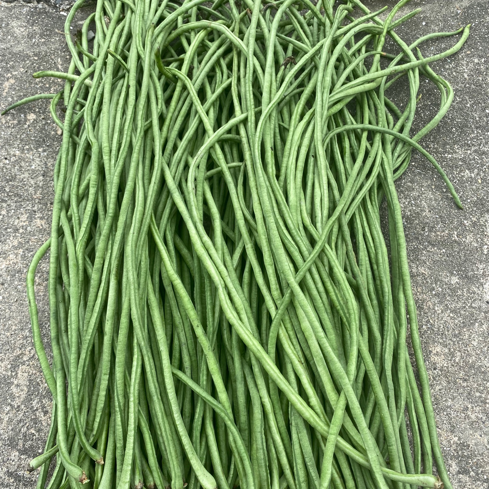 無農薬十六ささげ2kg ｜ 野菜/きのこ 産直アウル 農家・漁師など生産者
