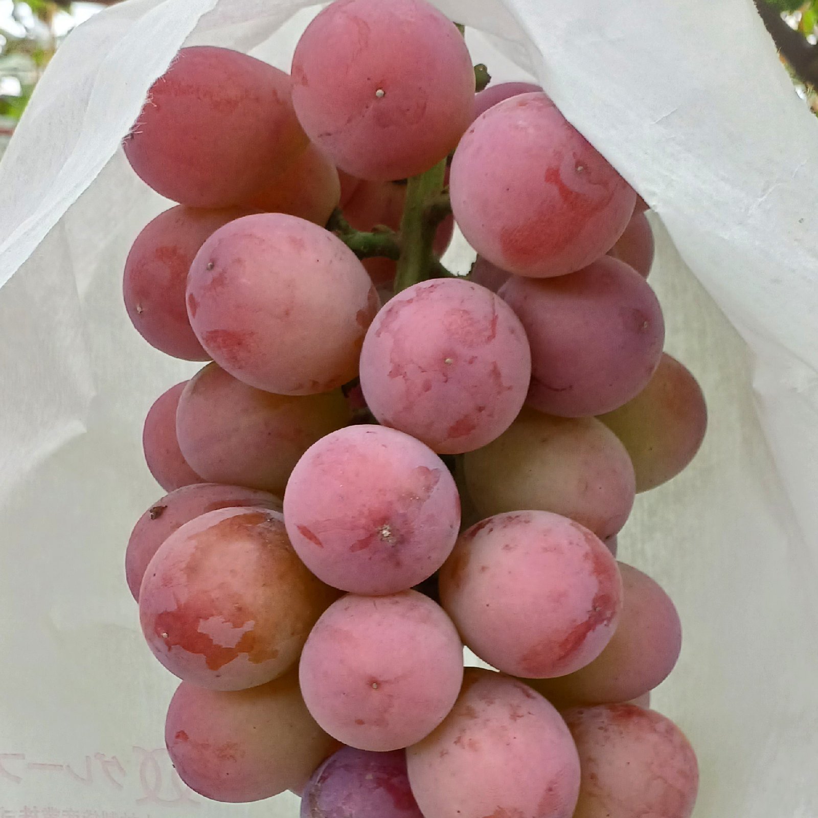 種無し 巨峰 クイーンニーナ 1kgセット (各500g) ｜ 果物/ぶどう 産直