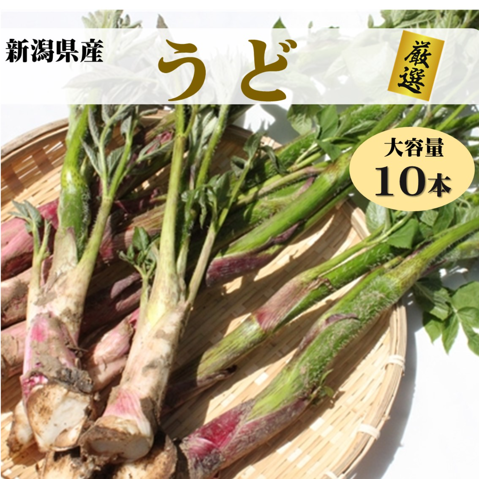山菜 雪国で採れた山うど ｜ 野菜/山菜 産直アウル 農家・漁師など生産