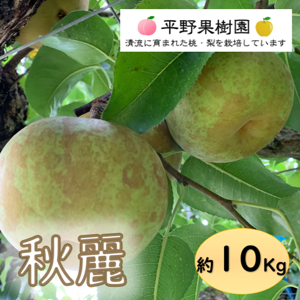 清流球磨梨・秋麗 約10Kg【5kg箱(5〜14個入り)を2箱重ねてお届け