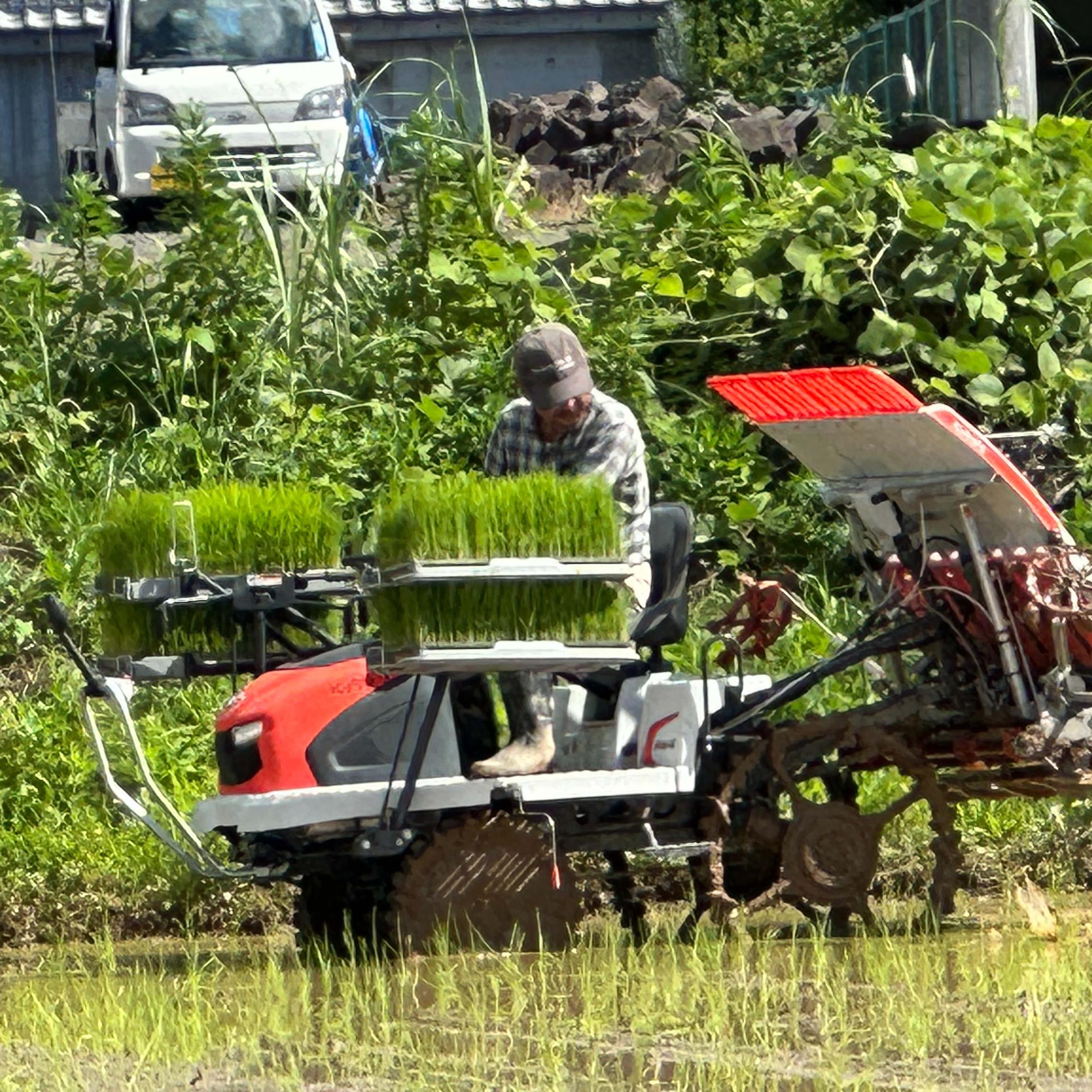 令和8年産】森のくまさん（玄米20kg）節減対象農薬：栽培期間中不使用