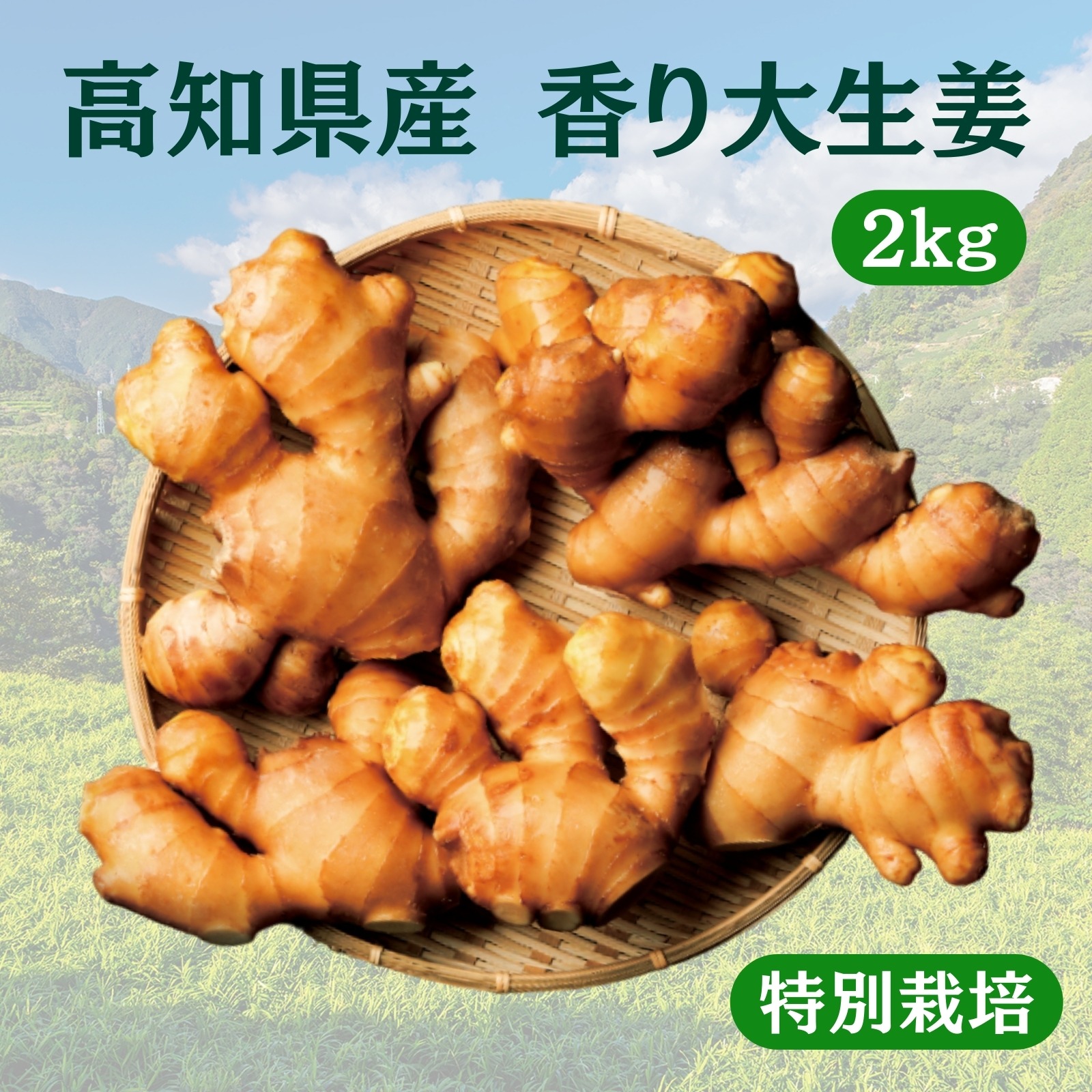 囲生姜【2kg】高知県産 特別栽培 高知県産 香り大生姜 | 野菜/薬味 産直アウル 農家から